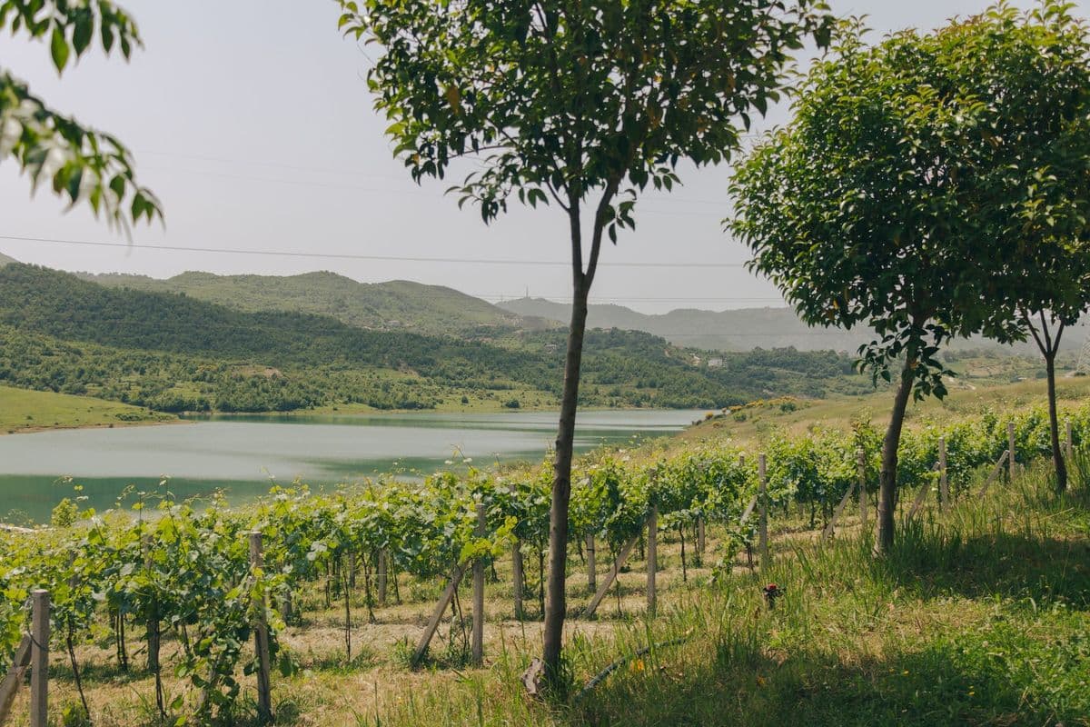 Southern Albania Culinary Road Trip: 7-Day Food Trail